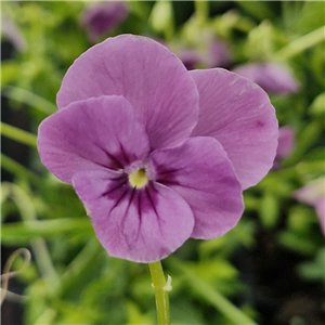 Viola 'Letitia'